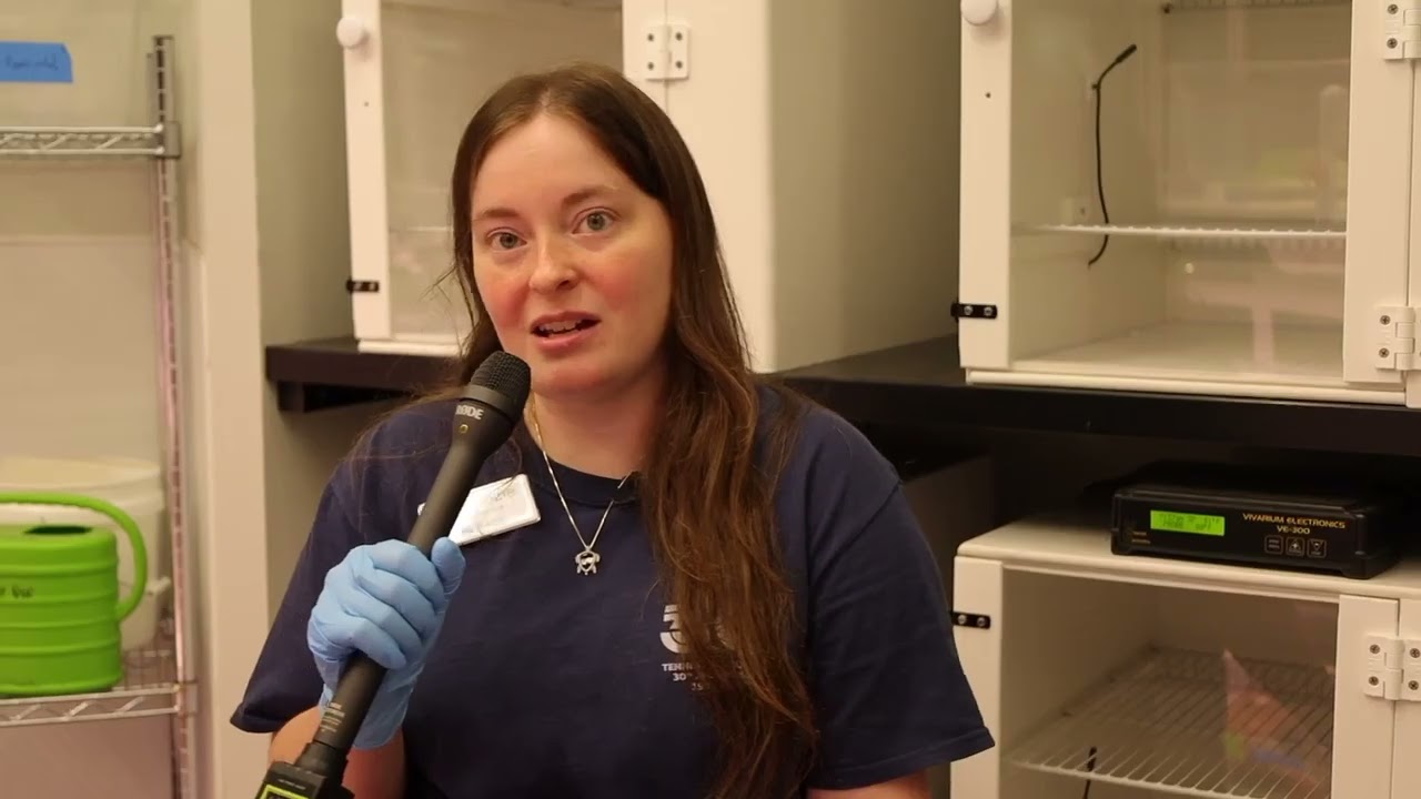 Aquatic Adventures - The Turtle Nursery | CSC Overtime