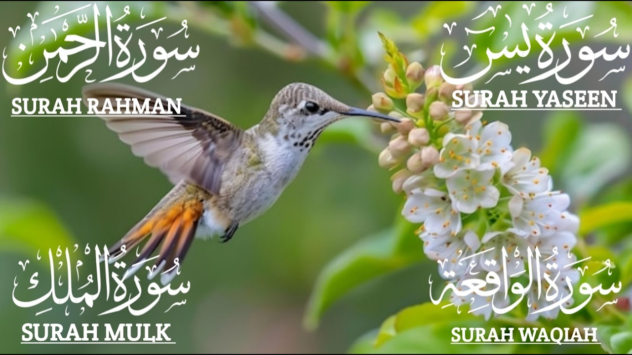 سورة يس والرحمن والواقعة والملك ✦ اسمعها بنية تيسير الحال وجلب الرزق ✦#اكسبلور #qurantranslation