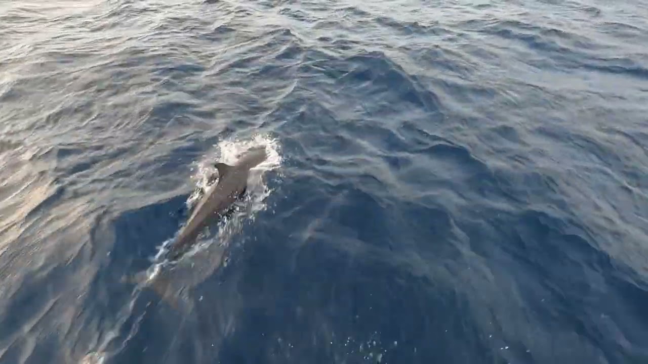 2023.05.05 - Sunset Dolphin Cruise At Adaaran Select Hudhuran Fushi