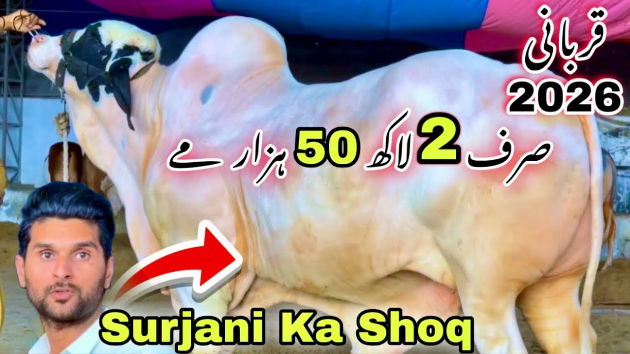 Karachi Ki Sasti Cow Mandi 2026 | Saad Bhai Qurbani Ka Sasta Janwer  Le Aya 😍 | Cow Mandi 
