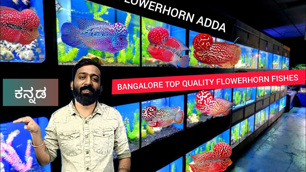 BANGALORE TOP QUALITY FLOWERHORN FISHES | FLOWERHORN ADDA | KANNADA