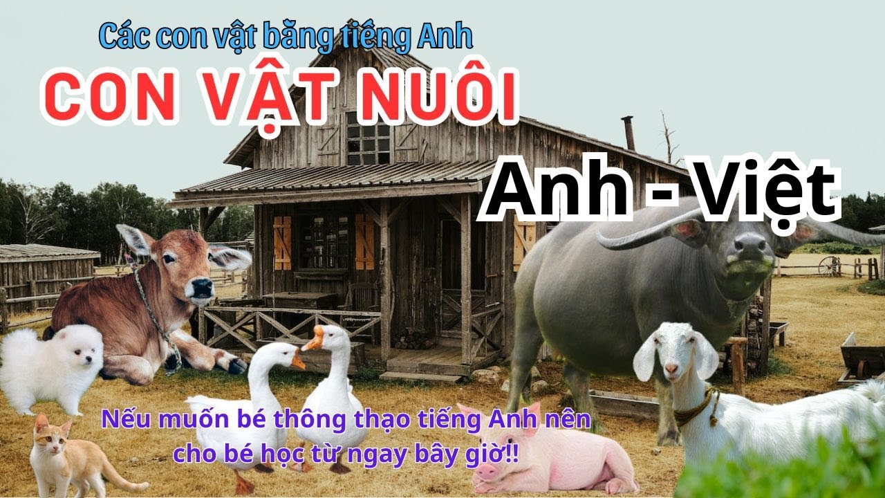 C&aacute;c con vật bằng tiếng Anh || phần 6 ( Con vật nu&ocirc;i )