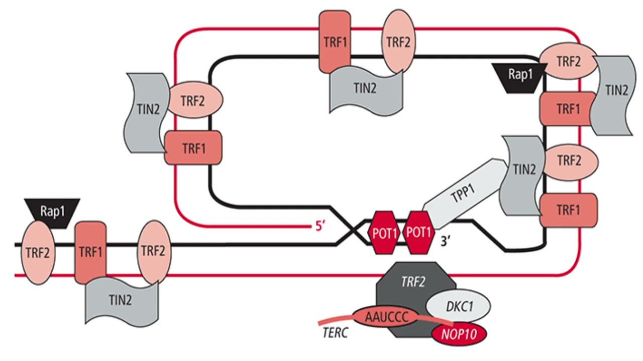 Telomere Length and Related Biological Factors in Masters Athletes with Dr. Sullivan and Vic Volkov