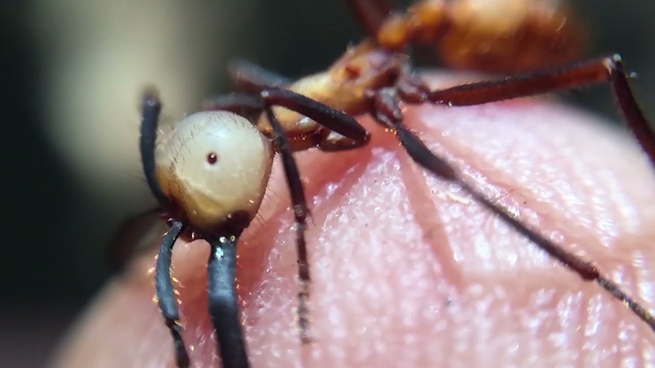 army ant vs army ant