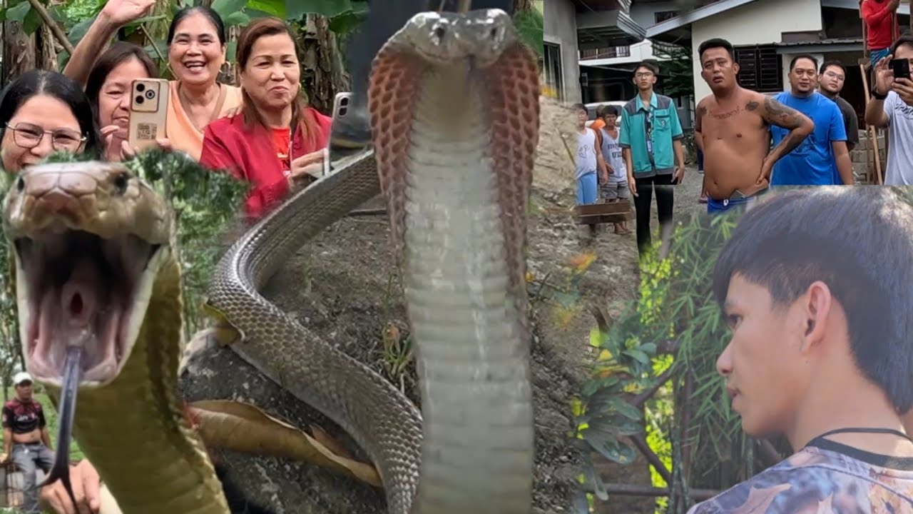  SUGATAN NAPALABAN SA HANAPAN SILA COBRA PRINCE