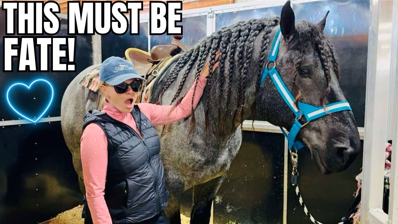 This Blue Roan Draft & I Cross Paths Again! He Is Tempting…
