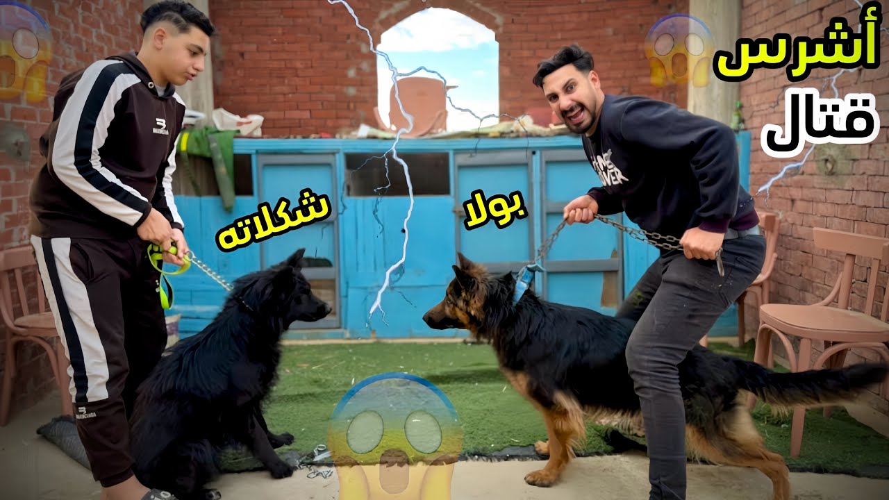 الحرب قامت بين بولا وكلبتي الجديده |مقابله لأول مره لكن حصلت الصدمه😱 