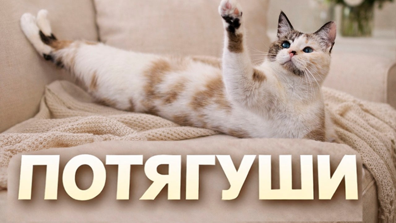 Казалось бы, просто потянулась... Но то, что сделала кошка Мурпи, поразило всех!