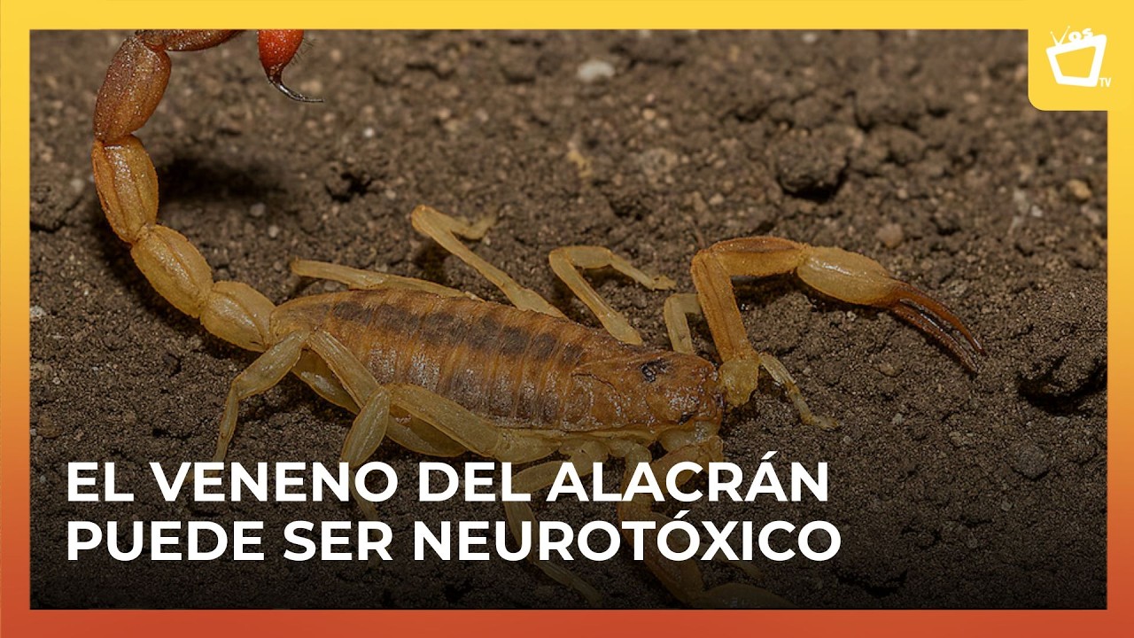 ¿Qué hacer ante una picadura de alacrán? Una especialista