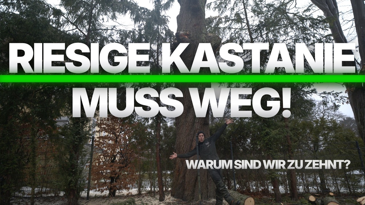 Baumfällung einer großen Kastanie – Rigging mit Bühne und Radlader