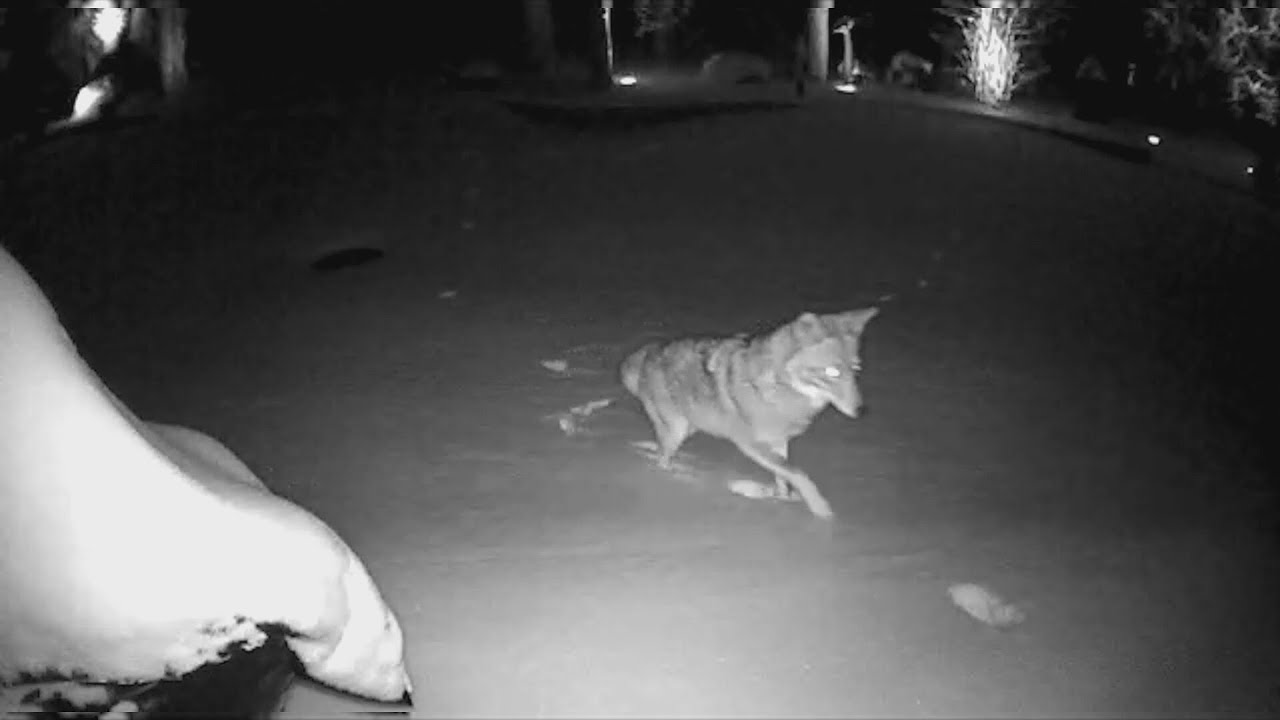 Suburban coyote population thriving: Here's what you need to know