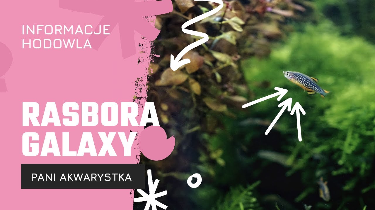 #Rasbora