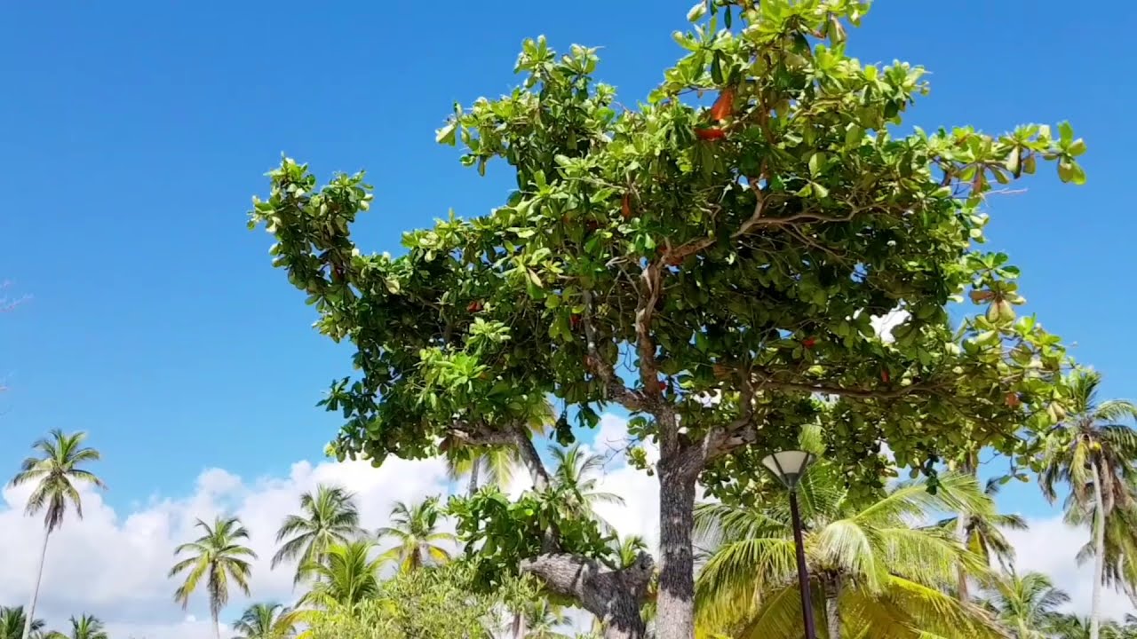 Plage de Roseau, Capesterre, Guadeloupe 2019