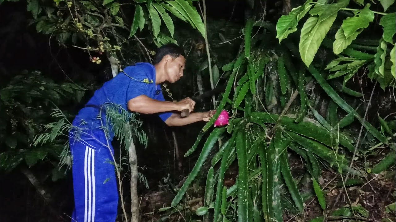 Petik Buah Naga, Malam Hari Dikebun, Dan Masak Menu Sederhana, Masak Rebung Bambu Kapal