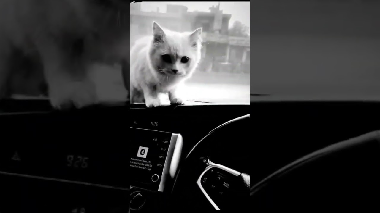 funny videos #views #sarkar