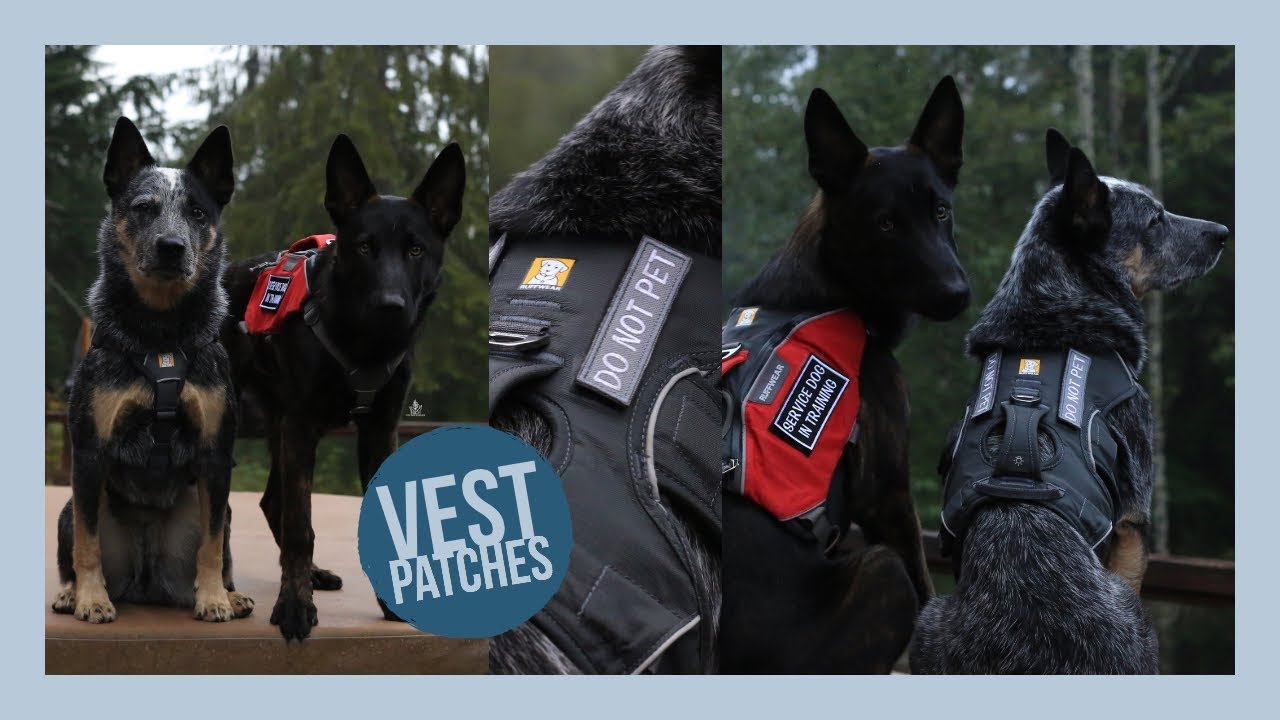 Adding velcro patches to your dog harness