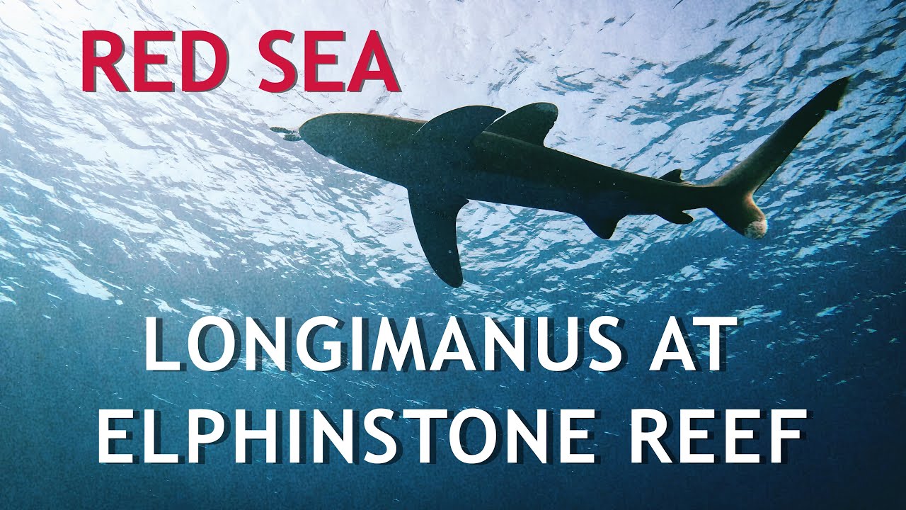 Meeting Longimanus Sharks at Elphinstone in the Red Sea