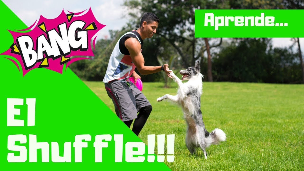 COMO ENSEÑARLE A TU PERRO LANZAMIENTOS SIMULTANEOS DE FRISBEES