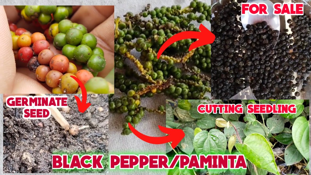 How To plant Black pepper from SEEDS, CUTTINGS and how to Steam|Paano magpatubo ng BUTO Ng Paminta
