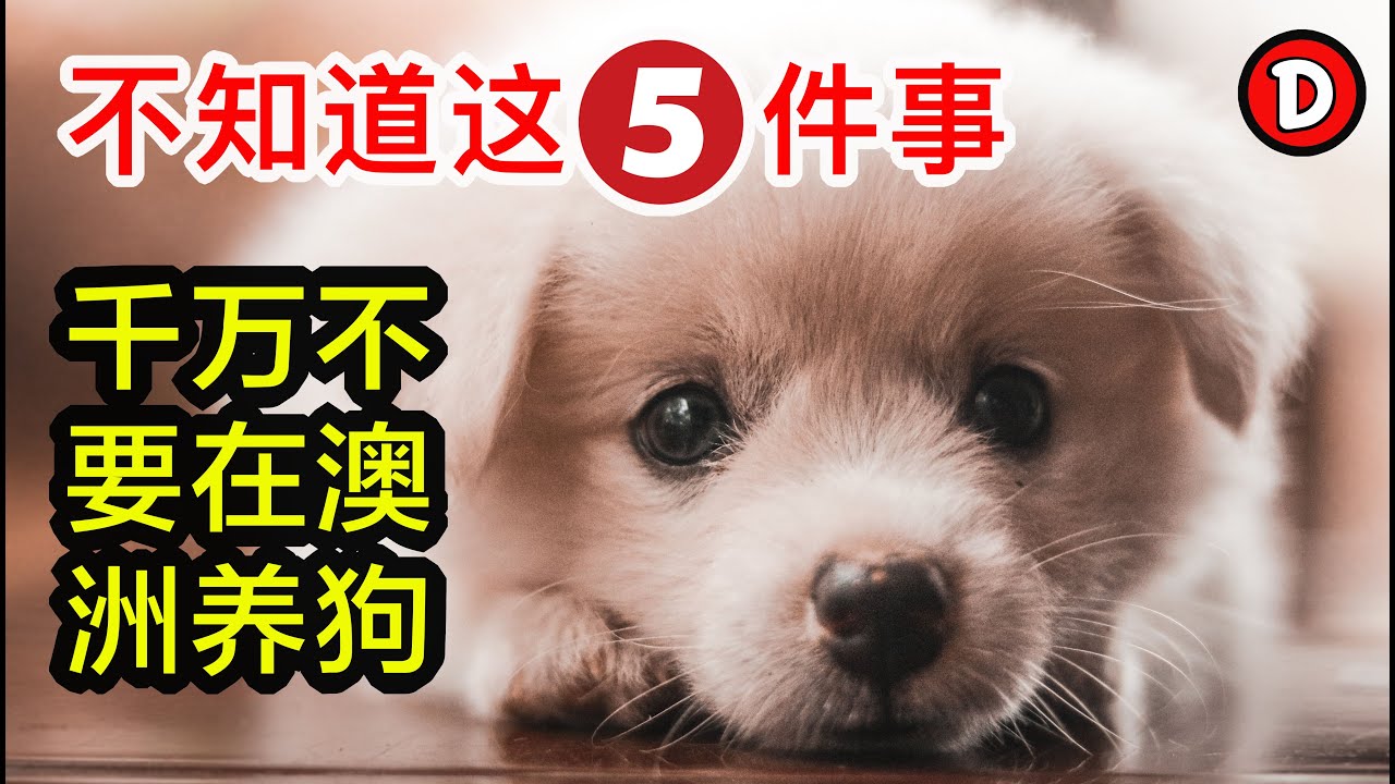 17分钟告诉你在澳洲养狗一定要知道的5件事！值得收藏的宝藏内容！Danny的澳洲笔记
