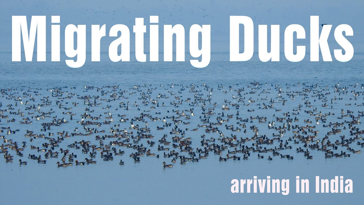 Migration of Birds and Ducks to India in Winter season - Thousands of birds arriving in a flock