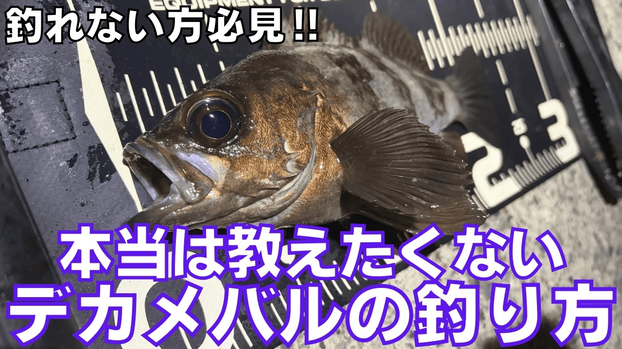 デカいメバルを釣りたい方は必見‼︎誰でも超簡単に深場で釣るためのコツ７選