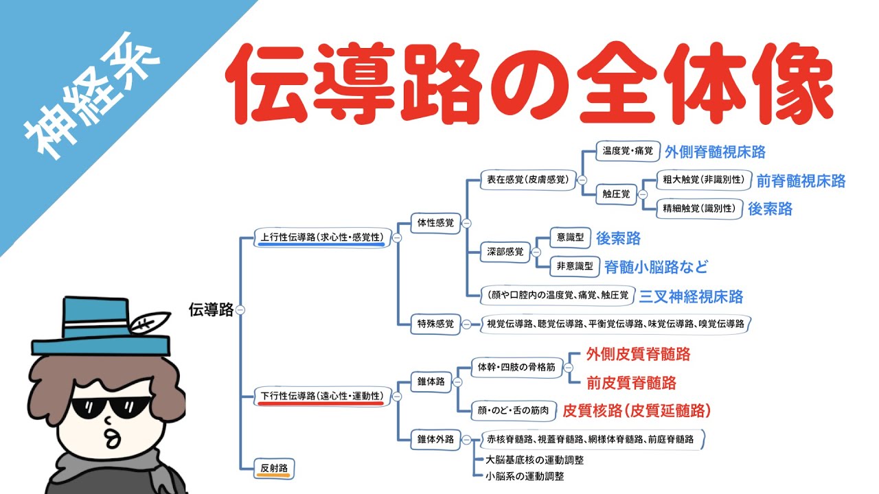 【神経系】伝導路の全体像