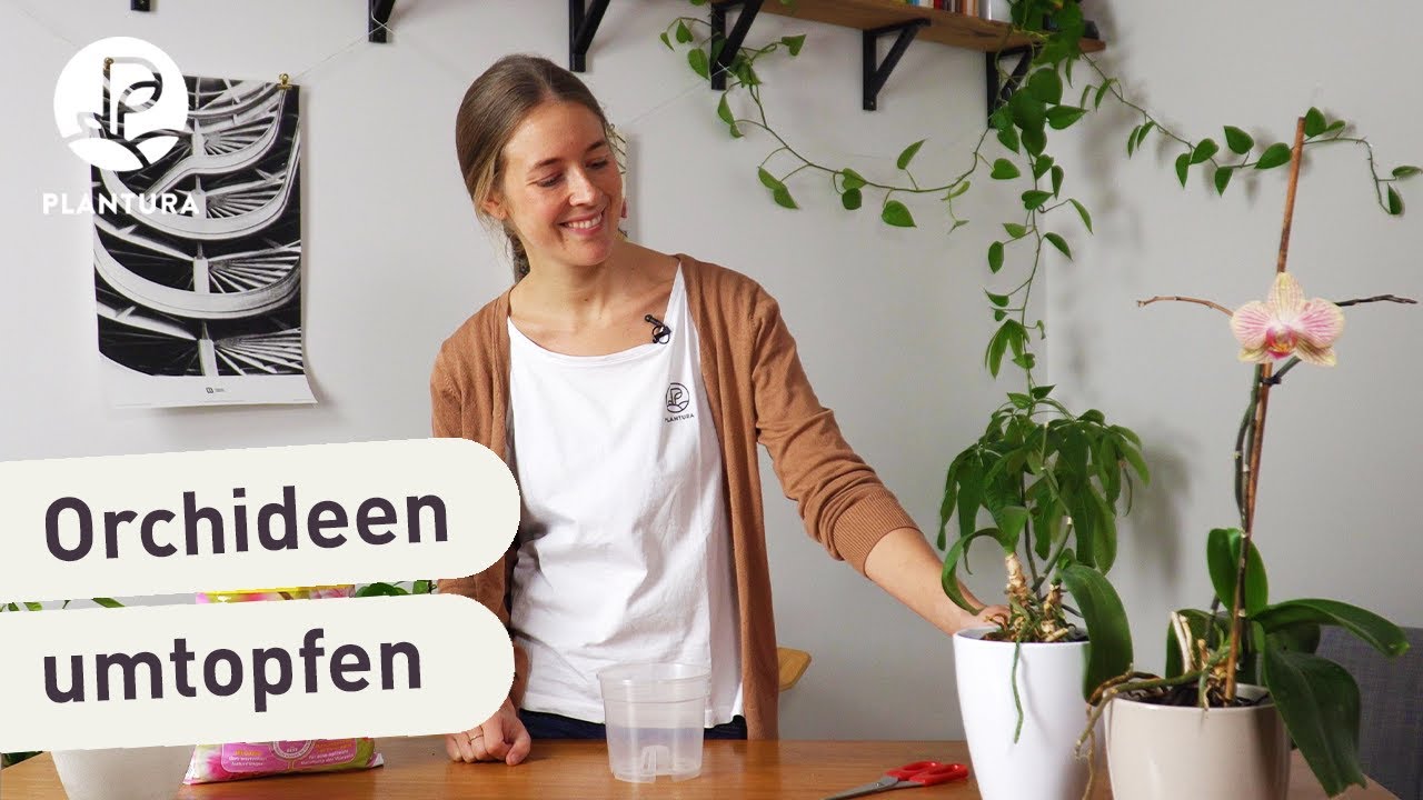 Orchideen richtig umtopfen (Anleitung)