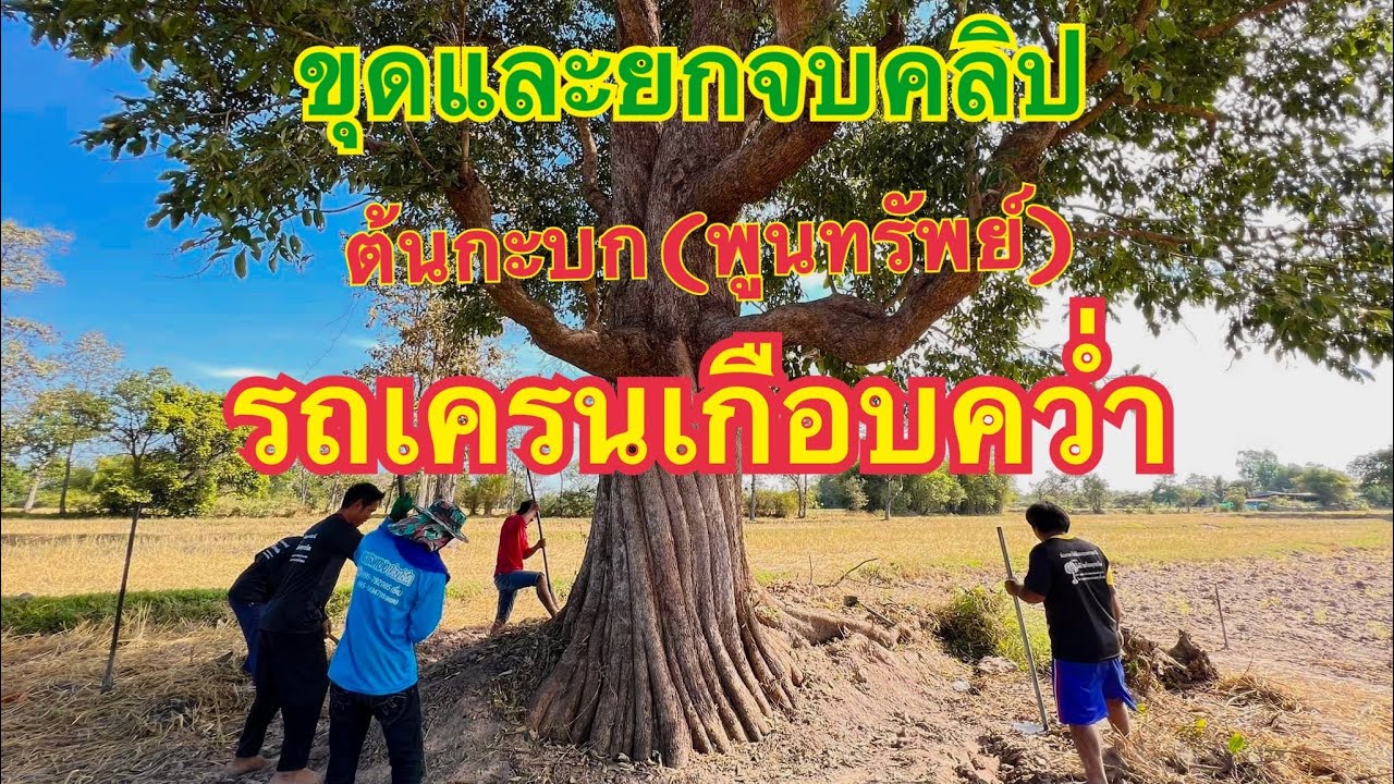 ขุดและยกต้นกะบก(พูนทรัพย์)จบคลิปเดียว