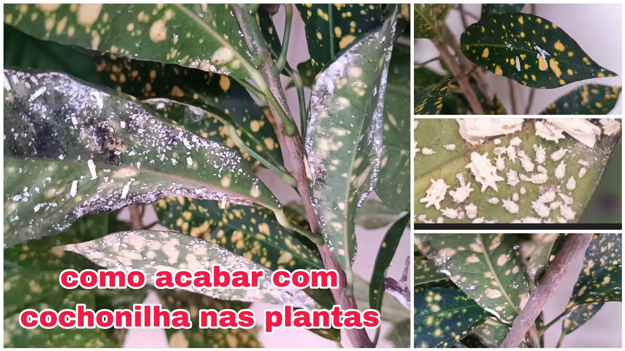 Quase perdi minhas plantas por causa dessa praga/ vem ver como acabar de vez com ela.