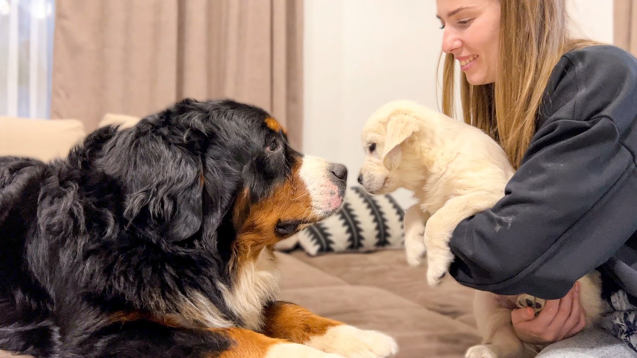 Bernese Mountain Dog Meets Golden Retriever Puppy for the First Time