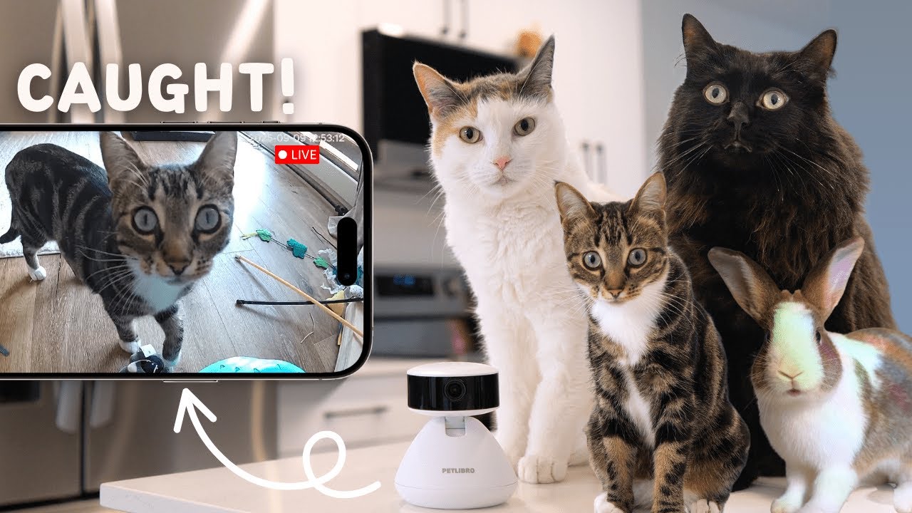What My Pets Do When I Leave… (caught on our pet camera)