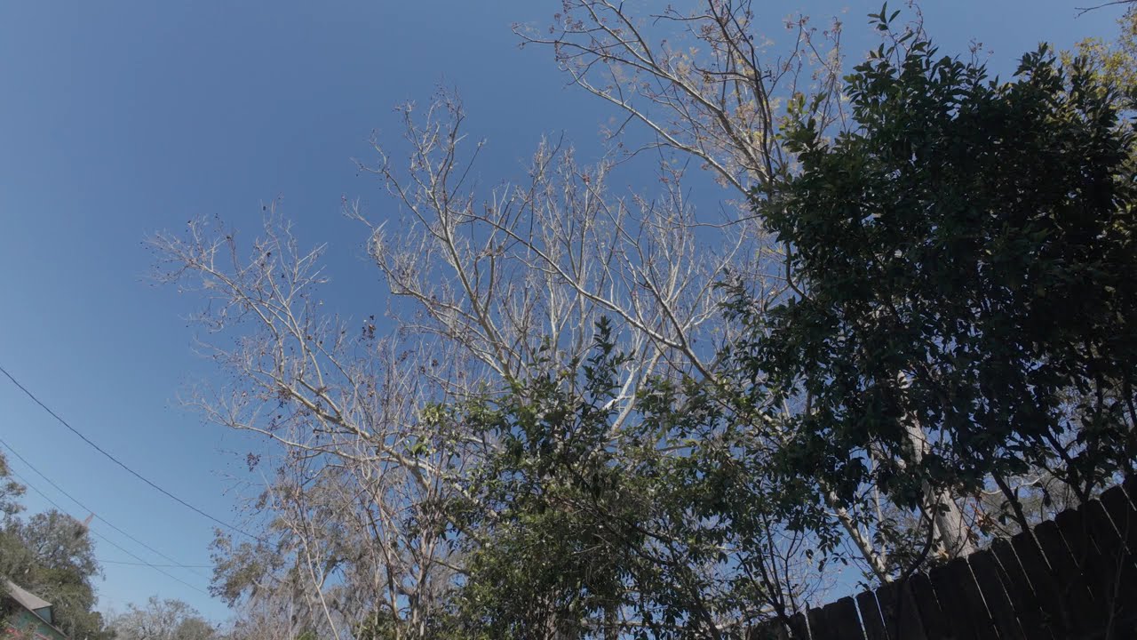 Still World ASMR | Soft Afternoon Light & Quiet Trees 🌤️ 50 Minutes of Calm Outdoor Ambience