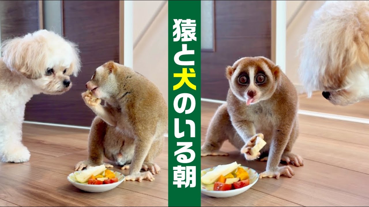 犬にりんごを奪われて拗ねるスローロリス。A slow loris is sulking after a dog steals his apple.