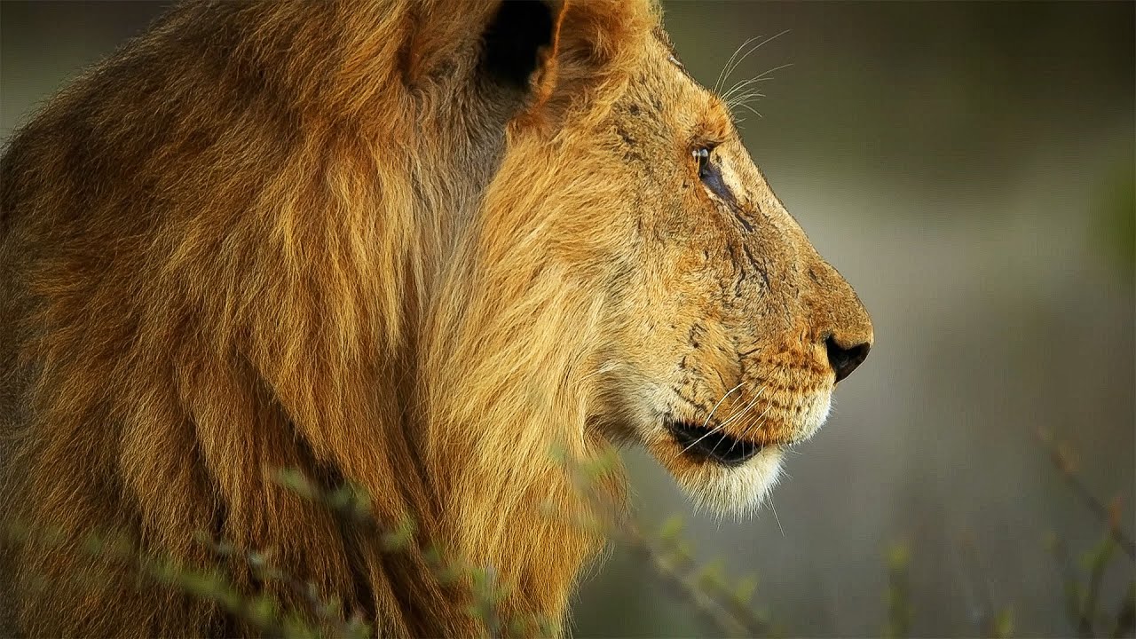The Untold Story of Kruger’s Lion Queen (4K Documentary)