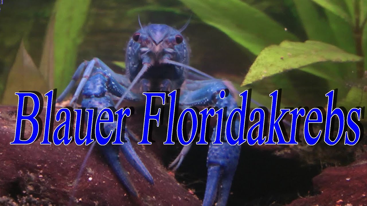 Blauer Hummer,Blaue Floridakrebs (Procambarus alleni)