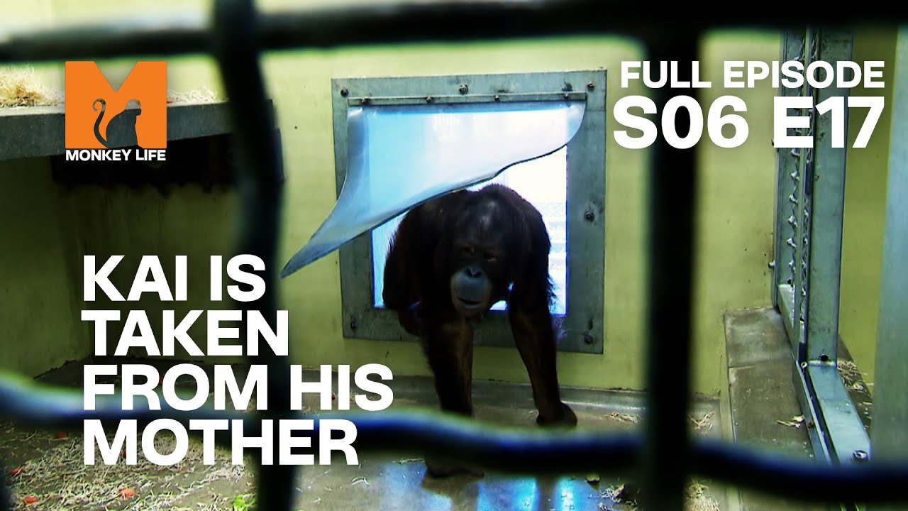 Kai Is Taken Screaming | Season 6 Episode 17 | Full Episode | Monkey Life