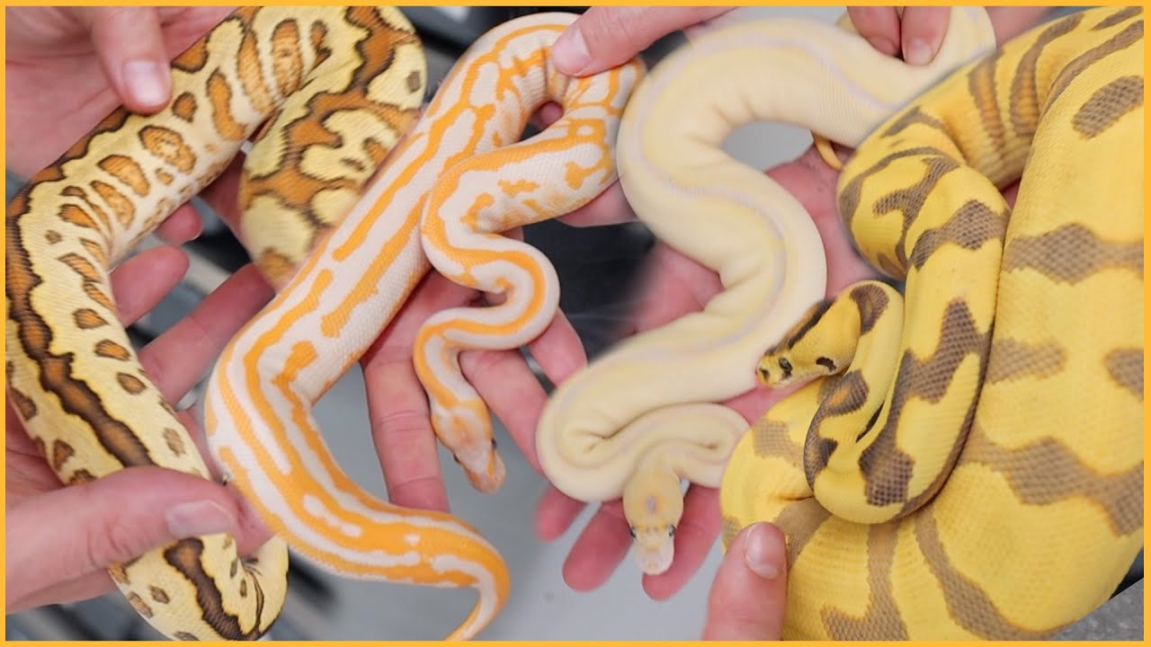2020 Ball Python Combo Highlights - Update Video!