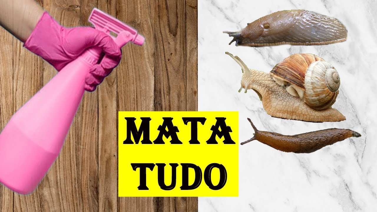 Mata Lesma, Caracol e Caramujo (Receita Rápida sem gastar nada)
