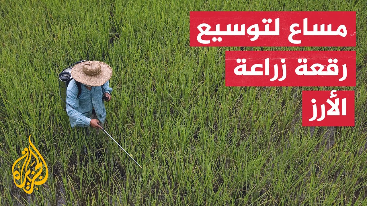 جهود حكومية لتحقيق الاكتفاء الذاتي من إنتاج الأرز في موريتانيا