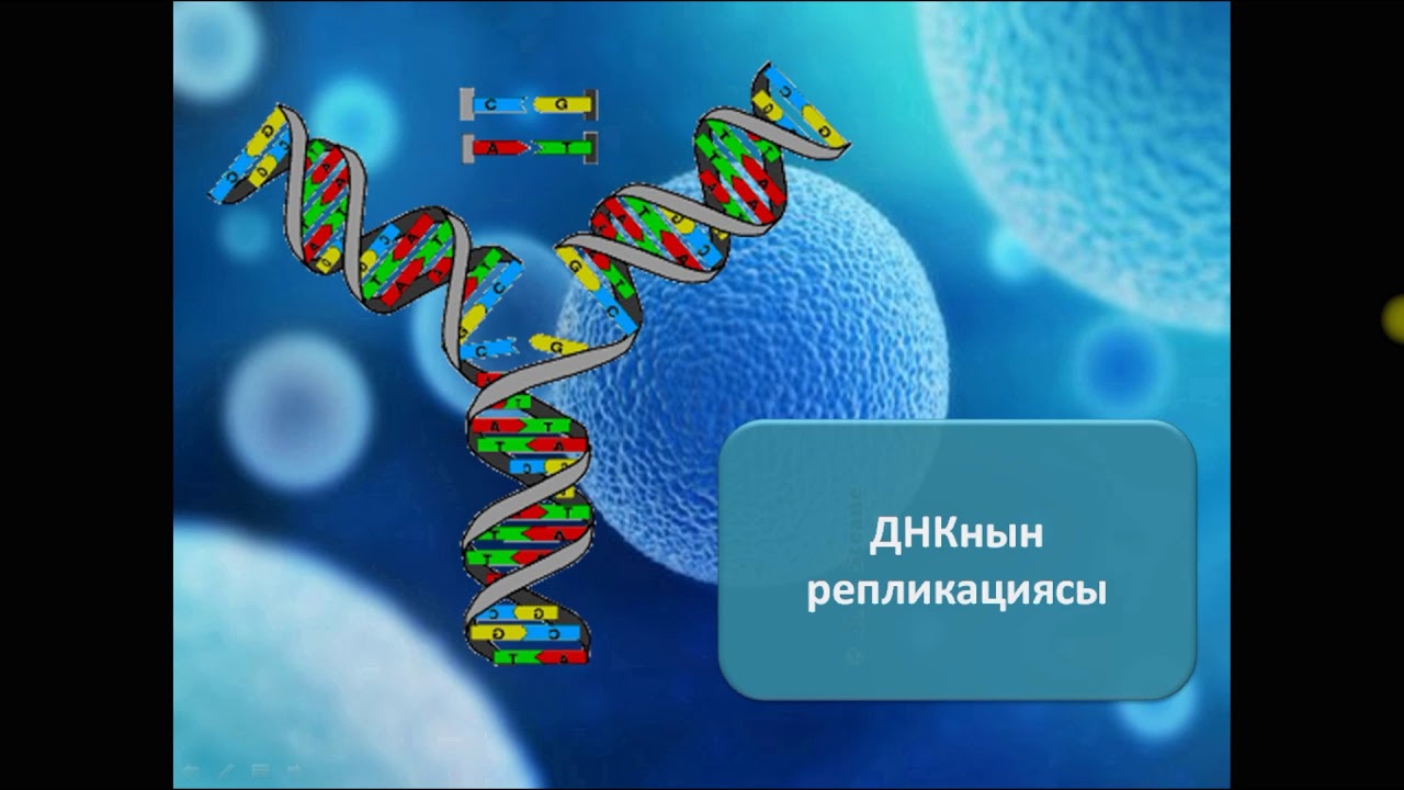 Химия, Биология онлайн сабак. Нуклеин кислоталар. Базаркулова Нурсыйда.