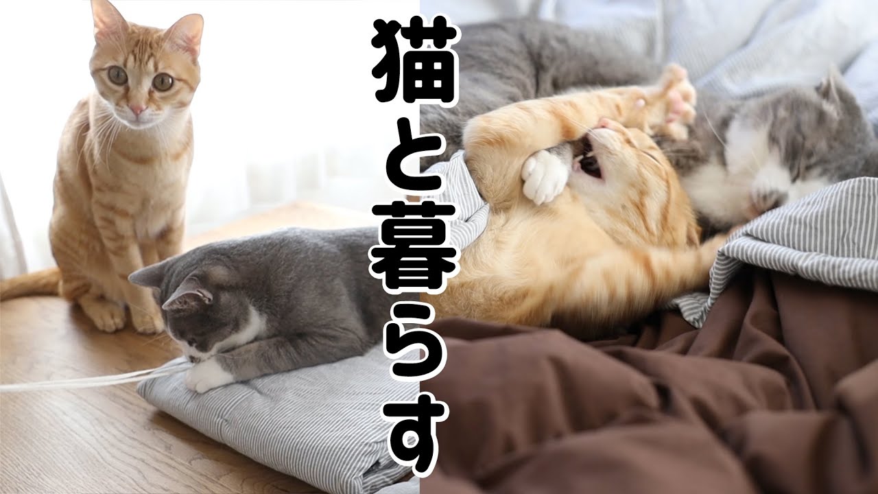 猫と暮らすとこうなります。森の家の撮影中の猫たち