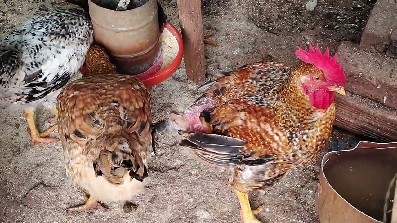 TOUR PELO QUINTAL NA CASA DOS MEUS PAIS 