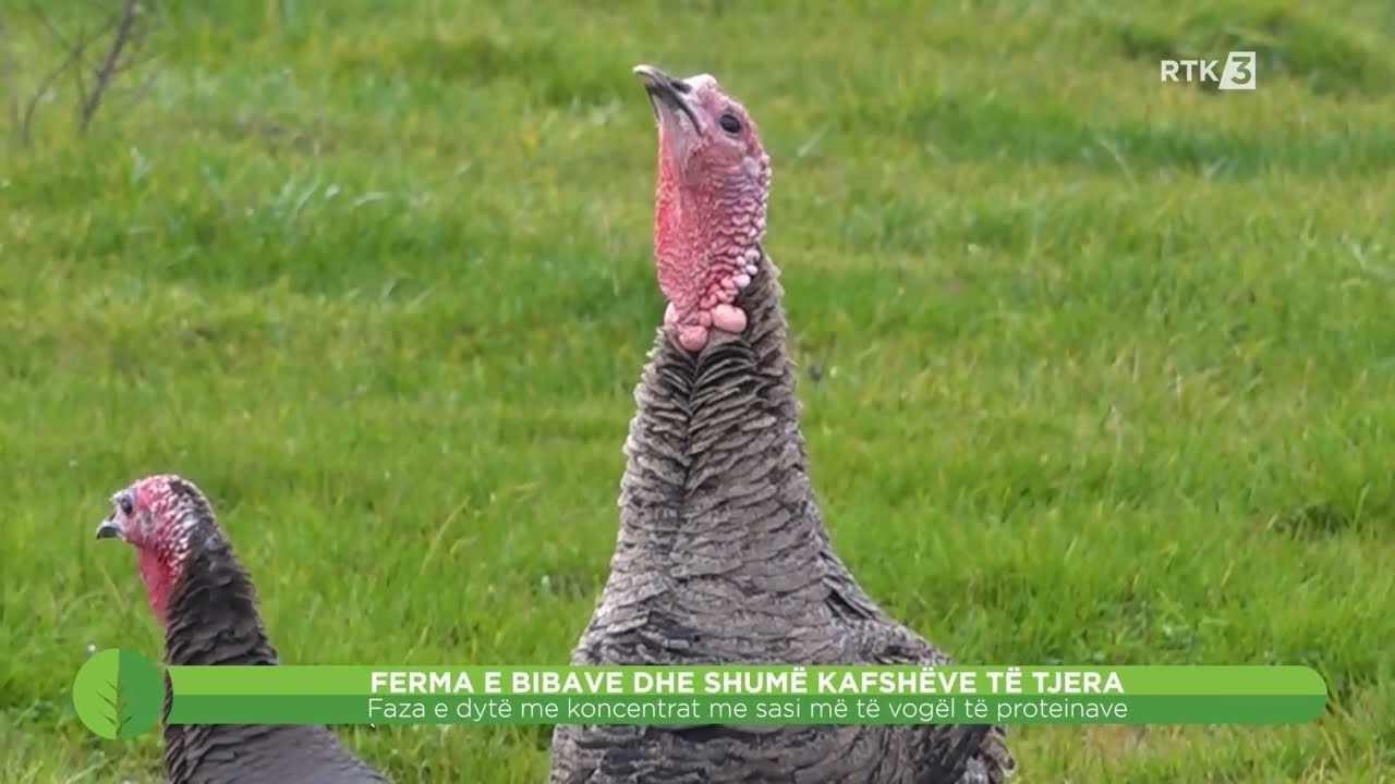 Toka - Ferma e bibave dhe shumë kafshëve të tjera  07.01.2023