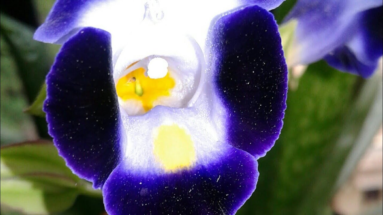 wishbone flower plant care how to grow water fertilize wishbone flower plant