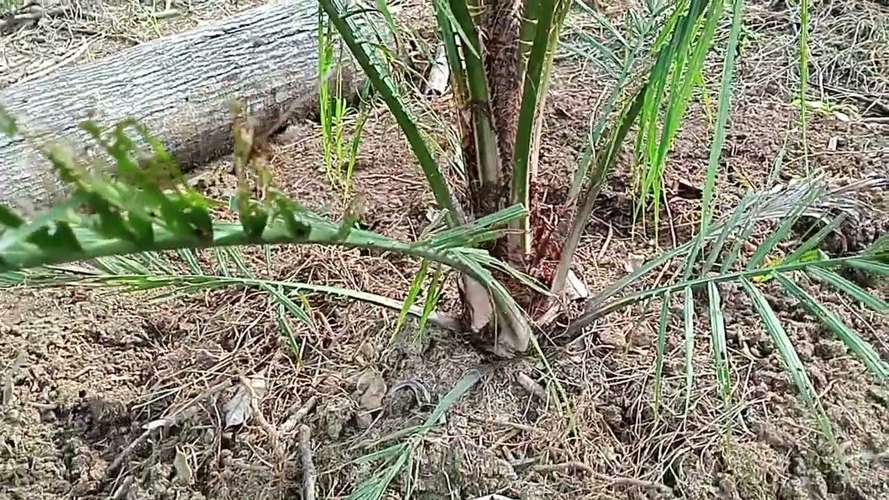 Perkembangan Sawit SK 5 umur 3 bulan setelah tanam.... Semiklon 5