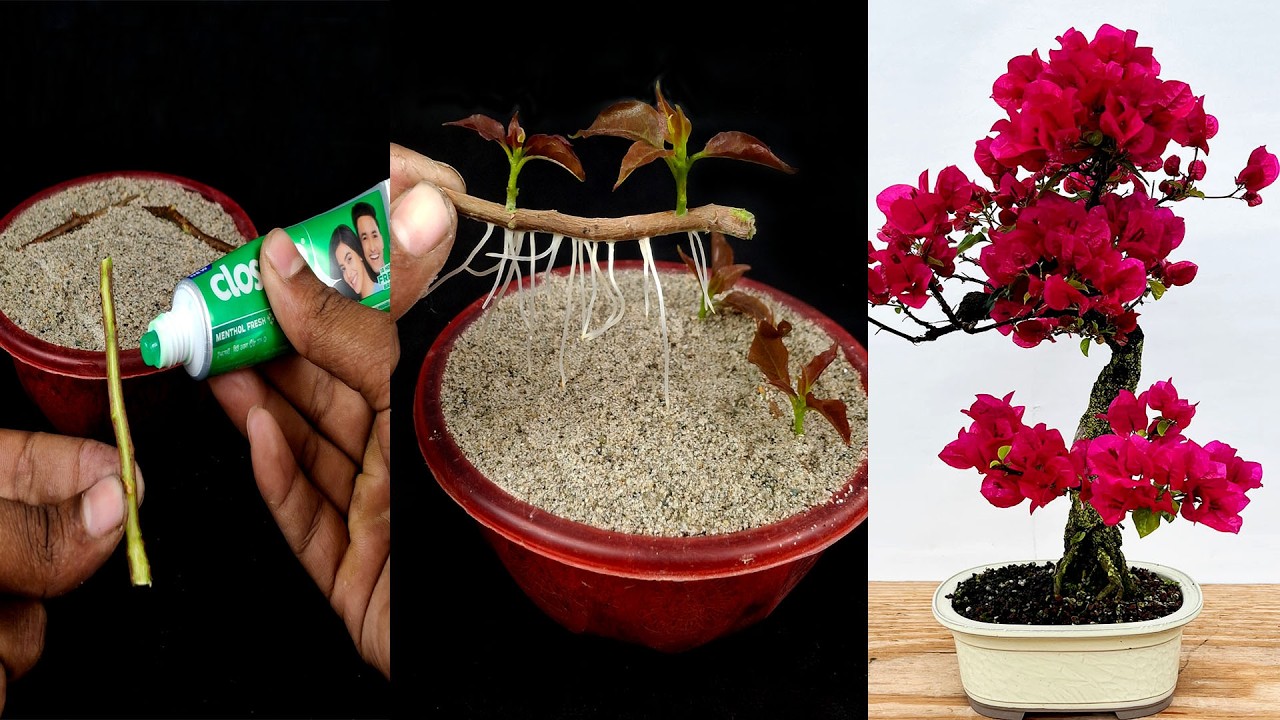 How to Grow Bougainvillea from Cutting In A Toothpaste