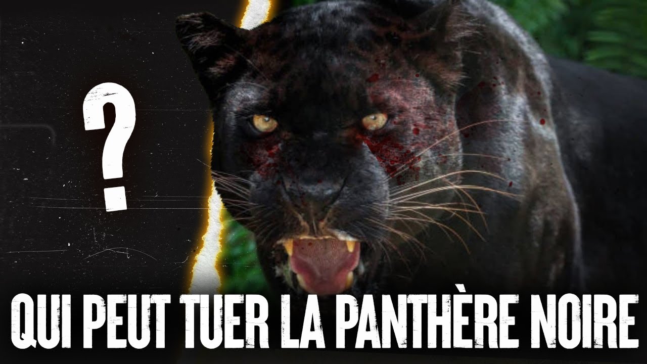 5 ANIMAUX qui pourraient VAINCRE une PANTHÈRE NOIRE !