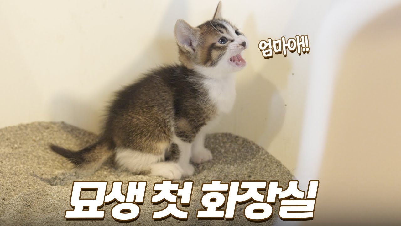 스스로 화장실에 간 초천재 아기고양이