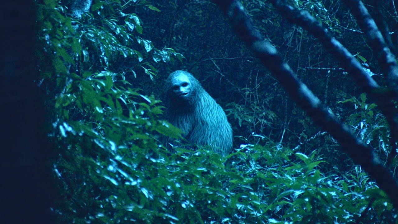 A Mata Atl&acirc;ntica &eacute; BIZARRA